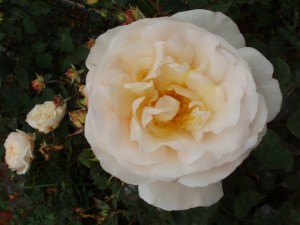 GRUSS AN AACHEN (floribunda)